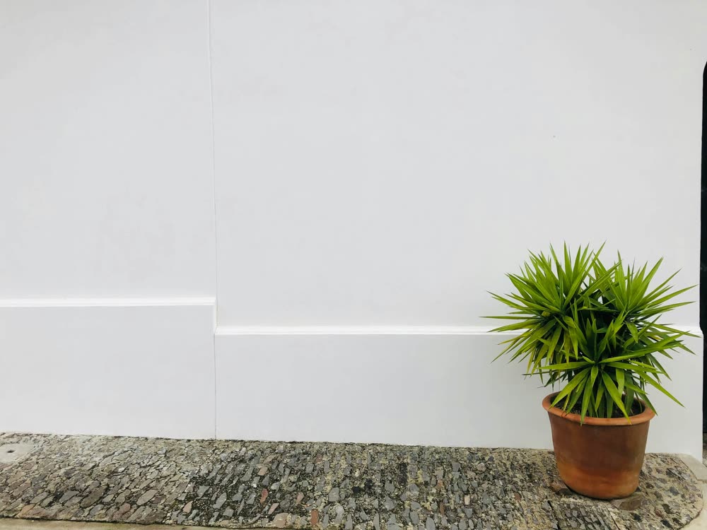 Clean white baseboard along a wall with a potted plant